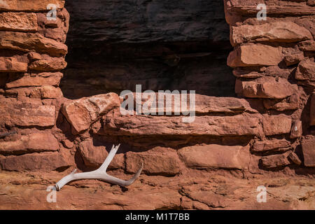 Ancestral Puebloan Haus mit einem Hirsch, Odocoileus hemionus, Geweih in Salt Creek Canyon im Needles District des Canyonlands National Park, Stockfoto