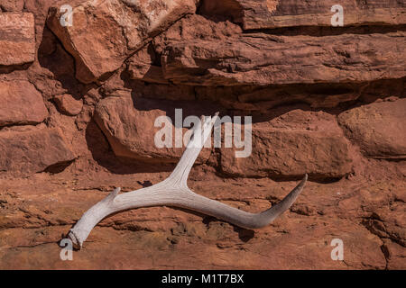 Ancestral Puebloan Haus mit einem Hirsch, Odocoileus hemionus, Geweih in Salt Creek Canyon im Needles District des Canyonlands National Park, Stockfoto