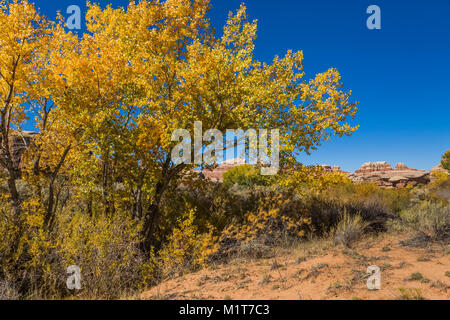 Fremont Cottonwood, Populus fremontii, Gold im Herbst, im Salt Creek Canyon im Needles District des Canyonlands National Park, Utah, USA Stockfoto