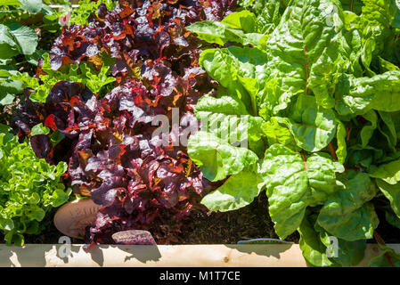 Essbare Blätter wachsen in einer angehobenen Pflanzmaschine für home-grown Salat und Gemüse in Großbritannien Stockfoto