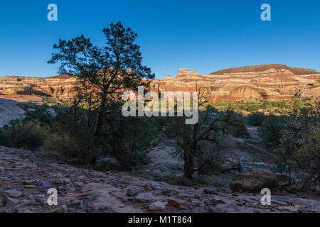 Anzeigen von Salt Creek Canyon von grossen Ruine, einen uralten Pueblo village Ort im Needles District des Canyonlands National Park, Utah, USA Stockfoto