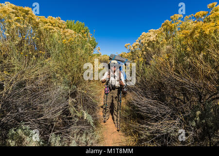 Karen Rentz mit hohen Gummi, Rabbitbrush Ericameria nauseoa, entlang des Weges in Salt Creek Canyon im Needles District des Canyonlands National Stockfoto