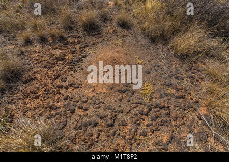 Ant Hill und crypstobiotic Boden in Salt Creek Canyon im Needles District des Canyonlands National Park, Utah, USA Stockfoto