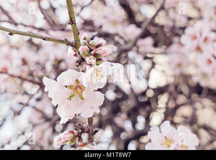 Schönen blühenden Mandelbaum Zweig mit neuen Bud, der Frühling kommt Stockfoto