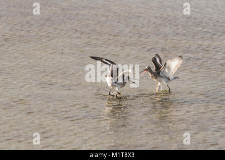 Black-Tailed Godwits (Cygnus olor) kämpfen um die Rechte an einer Lagune Stockfoto