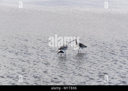 Black-Tailed Godwits (Cygnus olor) kämpfen um die Rechte an einer Lagune Stockfoto