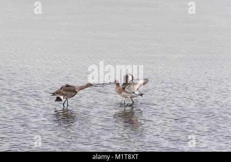 Black-Tailed Godwits (Cygnus olor) kämpfen um die Rechte an einer Lagune Stockfoto