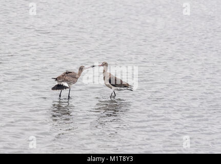 Black-Tailed Godwits (Cygnus olor) kämpfen um die Rechte an einer Lagune Stockfoto