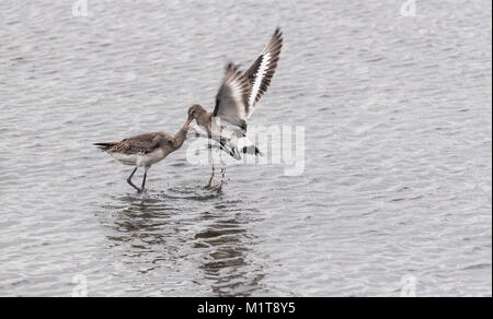 Black-Tailed Godwits (Cygnus olor) kämpfen um die Rechte an einer Lagune Stockfoto