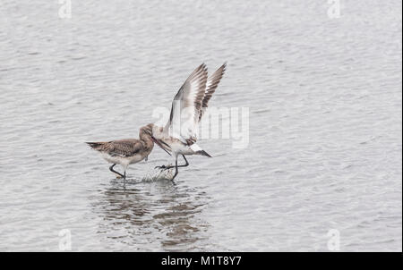 Black-Tailed Godwits (Cygnus olor) kämpfen um die Rechte an einer Lagune Stockfoto