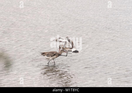 Black-Tailed Godwits (Cygnus olor) kämpfen um die Rechte an einer Lagune Stockfoto