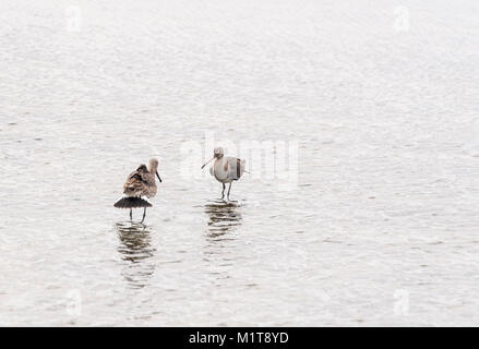 Black-Tailed Godwits (Cygnus olor) kämpfen um die Rechte an einer Lagune Stockfoto