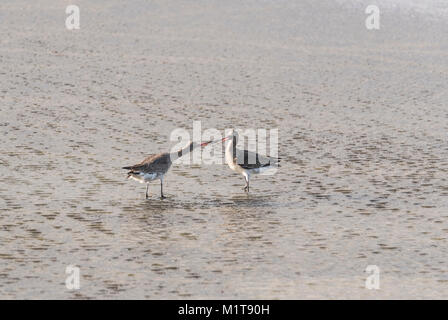 Black-Tailed Godwits (Cygnus olor) kämpfen um die Rechte an einer Lagune Stockfoto