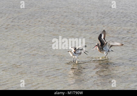 Black-Tailed Godwits (Cygnus olor) kämpfen um die Rechte an einer Lagune Stockfoto