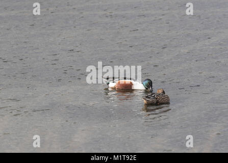 Ein paar schwimmen Shoveler Enten (Anas Clypeata)/Spachtel Stockfoto