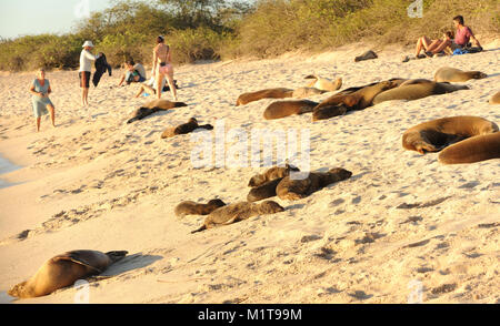 Galapagos Seelöwen (Zalophus wollebaeki) und Touristen genießen die letzten von Sun's am Nachmittag am Sandstrand von Playa Mann. Puerto Baquerizo Moreno Stockfoto