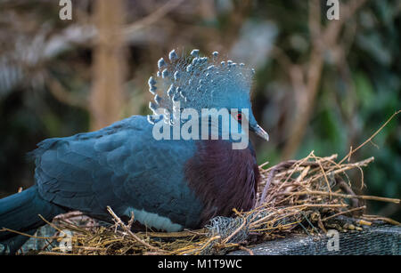 Victoria Crested Pigeon sitzen auf Nest. Stockfoto