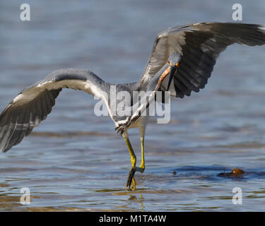 Dreifarbige Heron (Egretta tricolor) Stalking seine Beute - St. Petersburg, Florida Stockfoto