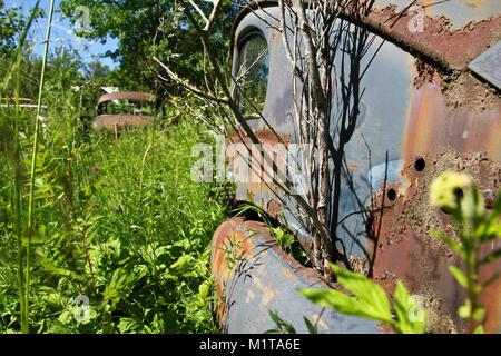 Die verlassenen Auto Friedhof tief in den Schwedischen Wäldern versteckt. Die Natur nimmt langsam steuern. Stockfoto