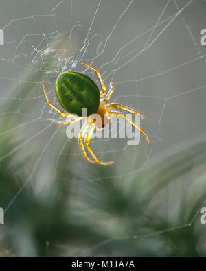 Gurken Grüne orb Spider (Araniella sp.) in Ihrer web- und Gegenlicht der Sonne. Goatenbridge, Tipperary, Irland Stockfoto