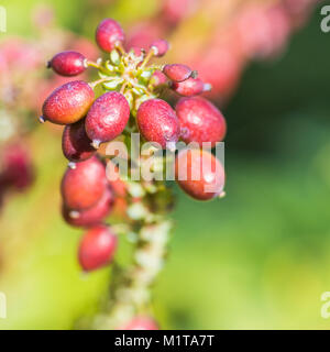 Eine Makroaufnahme der Pflaume gefärbt Beeren eines Mahonia japonica Bush. Stockfoto