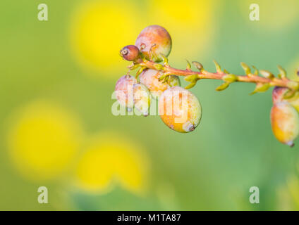 Eine Makroaufnahme von einigen Mahonia japonica Bush Beeren. Stockfoto