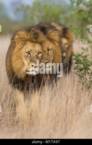 Kopf - Blick auf großen männlichen Löwen (Panthera leo) walkingin öffnen Veld Stockfoto