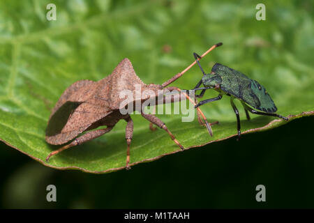 Green Shieldbug Nymphe (Palomena prasina) Klettern über ein Dock bug Erwachsener (Coreus Marginatus) Cahir, Tipperary, Irland. Stockfoto