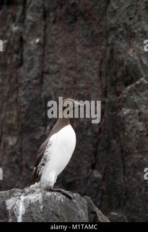 Einzelne Erwachsene Guillemot, Uria aalge, auf Klippe thront, Farne Islands, Großbritannien Stockfoto