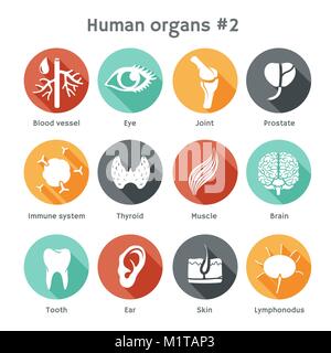 Vektor runde Symbole von menschlichen Organen wie Haut, Gehirn und Blut. Flache Bauform Stock Vektor