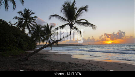 Sonnenuntergang, Paradise Beach und Palm Tree, Martinique Insel. Stockfoto