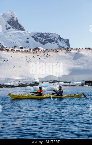 Kajakfahrer entdecken verschneite Ronge Insel & Gentoo Penquin rookery; Arctowski Halbinsel; Antarktis Stockfoto