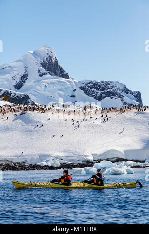 Kajakfahrer entdecken verschneite Ronge Insel & Gentoo Penquin rookery; Arctowski Halbinsel; Antarktis Stockfoto