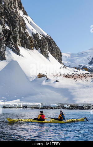 Kajakfahrer entdecken verschneite Ronge Insel & Gentoo Penquin rookery; Arctowski Halbinsel; Antarktis Stockfoto