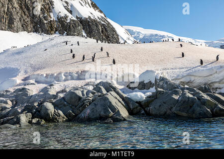 Long-tailed Gentoo Pinguin; Pygoscelis papua; Ronge Insel; Arctowski Halbinsel; Antarktis Stockfoto