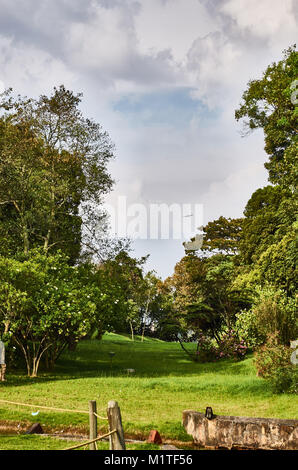 BOGOTA, KOLUMBIEN - Februar 6, 2014: schöne Wald in der Simon Bolivar Park, und ein Flugzeug überqueren der Himmel über ihm. Stockfoto