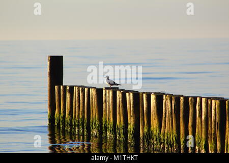 Die Leiste an der Ostsee Strand von Ustronie Morskie, Polen in der Abendsonne Stockfoto