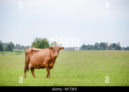 Kühe fressen Gras in der Wiese in der Landschaft in der Mitte des Sommers. Stockfoto