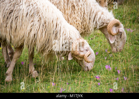 Schafe der Pyrenäen, Frankreich Stockfoto