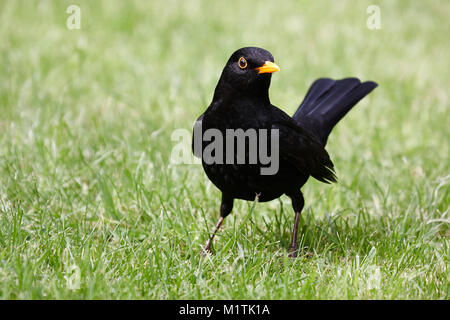 Eine männliche Amsel, Turdus merula, stehend auf einem Rasen. Stockfoto