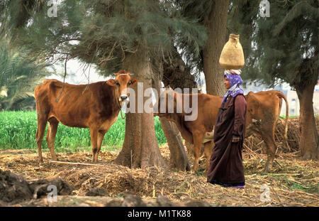 Ägypten, Kairo. Landschaft. Das Niltal. Frau mit Krug und Kühe. Stockfoto