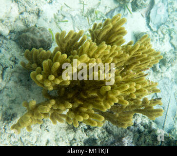 Gelbe Gorgonien Korallen in Togian Inseln, Sulawesi, Indonesien Stockfoto