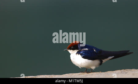 Kabel Tailed Swallow hocken am Ufer Stockfoto