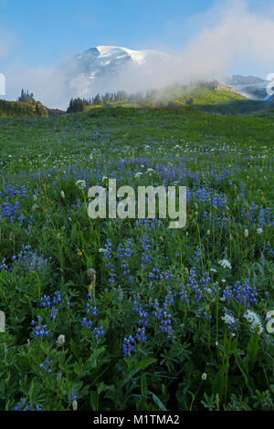 Lupine, bistort, Baldrian und Blühen in einer Wiese im Paradies in Mount Rainier National Park im Sommer mit Mount Rainier in der Ferne. Washington, U Stockfoto