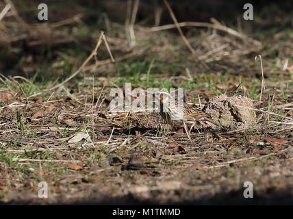 Heidelerche (Lullula arborea Githago) Erwachsene im Parque Natural Sierra de Andujar, Jaen, Spanien Januar Stockfoto