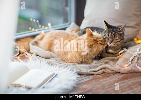 Zwei Katzen liegen auf Fensterbank mit Decke zu Hause Stockfoto