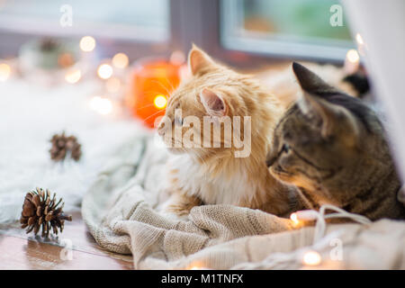 Zwei Katzen liegen auf Fensterbank mit Decke zu Hause Stockfoto