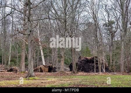 Zwei große entwurzelte Bäume, während Hurrikan Sandy in Allaire Park Howell New Jersey fiel Stockfoto