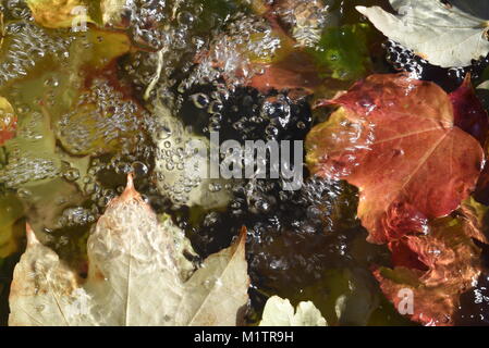 Luftblasen im Wasser und gefallenen Blätter im Herbst Stockfoto