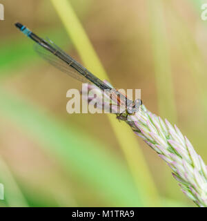 Eine Makroaufnahme einer blauen tailed damselfly ruht auf einem grassamen Kopf. Stockfoto